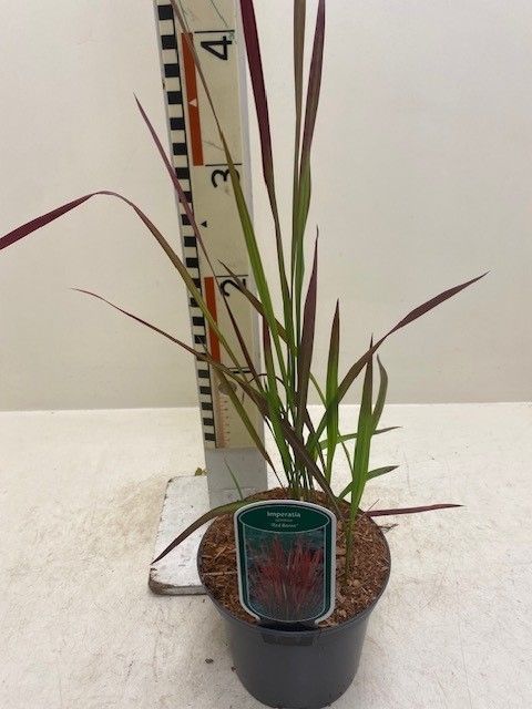 Imperata cylindrica 'Red Baron'