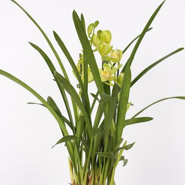 Cymbidium MIX