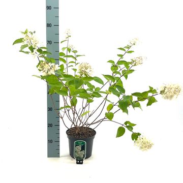 Hydrangea paniculata 'Grandiflora'