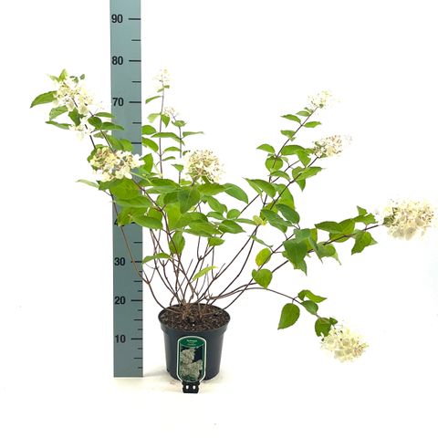 Hydrangea paniculata 'Grandiflora'