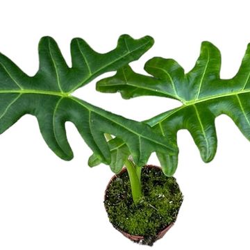 Alocasia portei