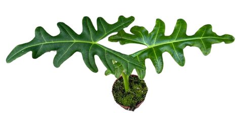 Alocasia portei