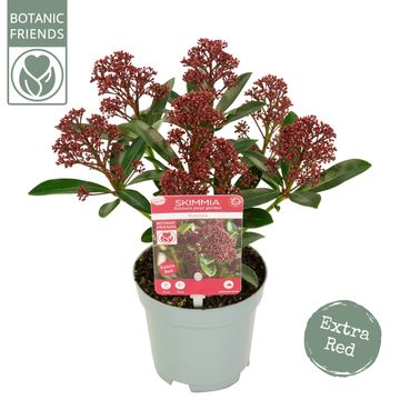 Skimmia japonica RUBESTA