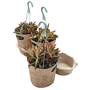 Kalanchoe tomentosa 'Chocolate Soldier'