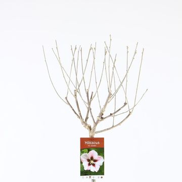 Hibiscus syriacus 'Hamabo'