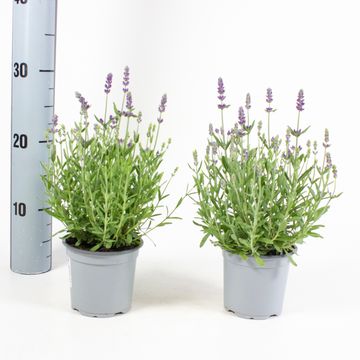 Lavandula angustifolia