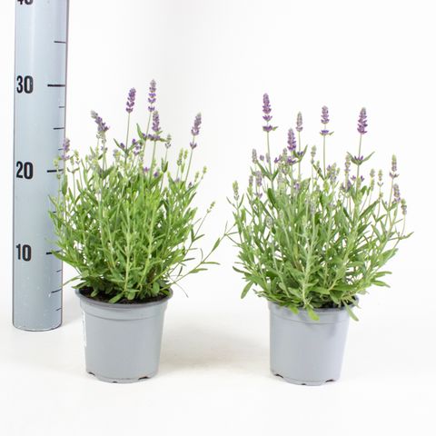Lavandula angustifolia