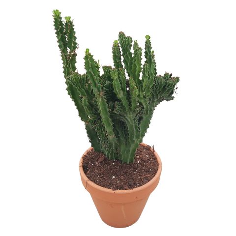 Euphorbia trigona cristata