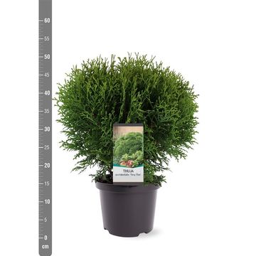 Thuja occidentalis 'Tiny Tim'