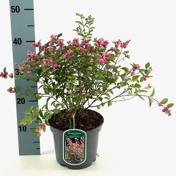 Symphoricarpos MAGICAL SWEET