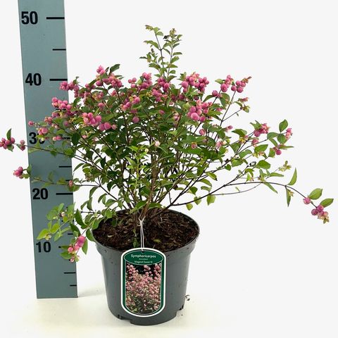 Symphoricarpos MAGICAL SWEET