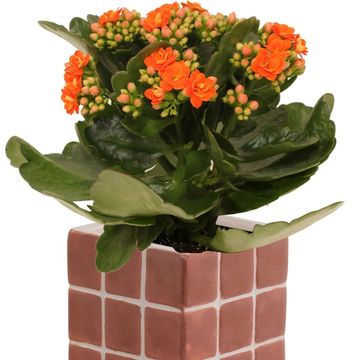 Composizione Kalanchoe