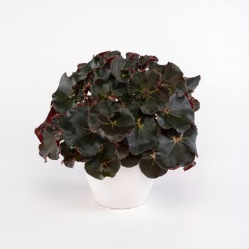 Begonia JUNGLE WONDER BLACK