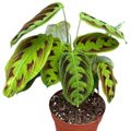 Maranta 'NoID'