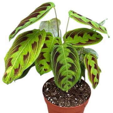 Maranta 'NoID'
