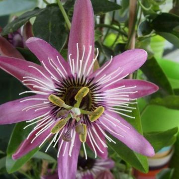 Passiflora 'Victoria'