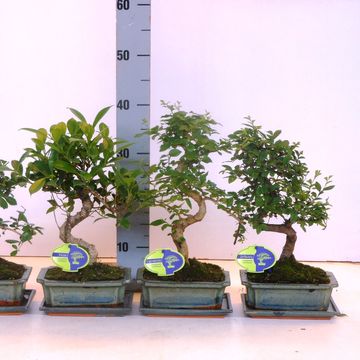 Bonsai MIX