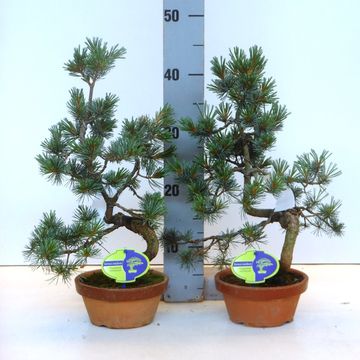 Pinus parviflora pentaphylla