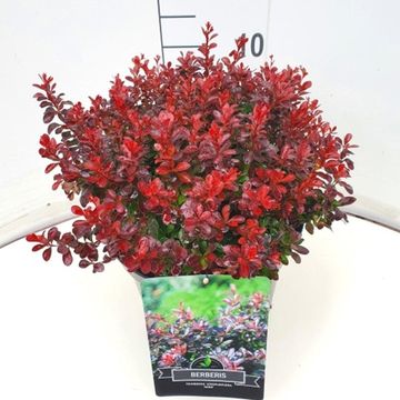 Berberis thunbergii 'Atropurpurea Nana'