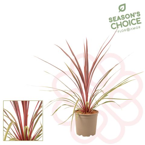 Cordyline australis 'Can Can'