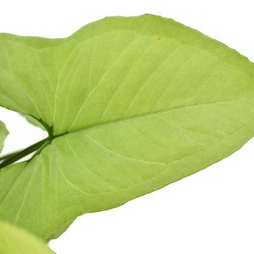Syngonium podophyllum 'Nguengi Laima'