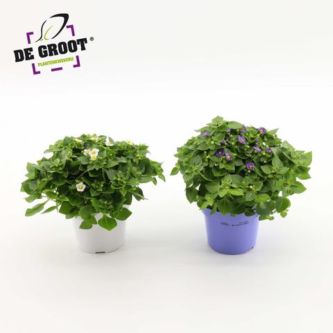 Exacum affine MIX