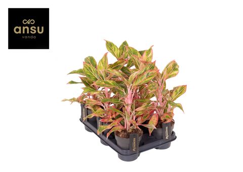 Aglaonema 'Jungle Nectarine'