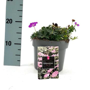 Geranium sanguineum 'Max Frei'