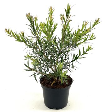 Callistemon citrinus 'Splendens'