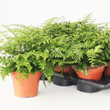 Asplenium 'Parvati'