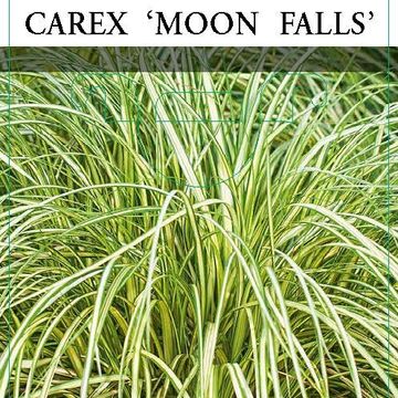 Carex MOON FALLS