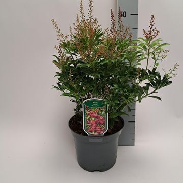 Pieris japonica 'Passion'