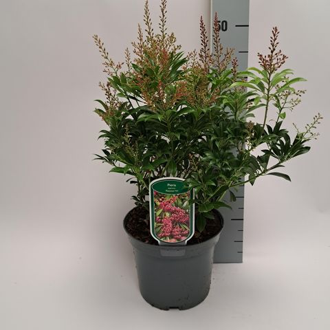 Pieris japonica 'Passion'