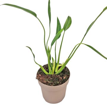 Philodendron 'Sucre Slim'