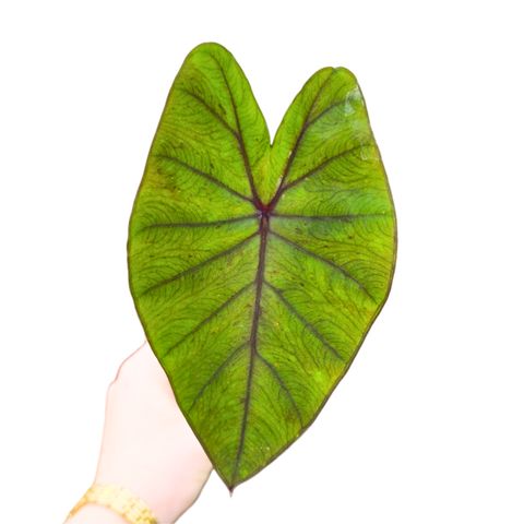 Colocasia 'Hybrid Lime Oasis'