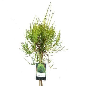 Platycladus orientalis 'Franky Boy'