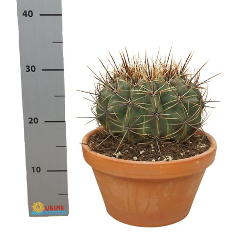 Ferocactus histrix