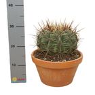 Ferocactus histrix