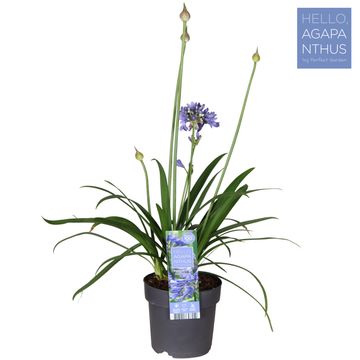 Agapanthus EVERPANTHUS EVER SAPPHIRE