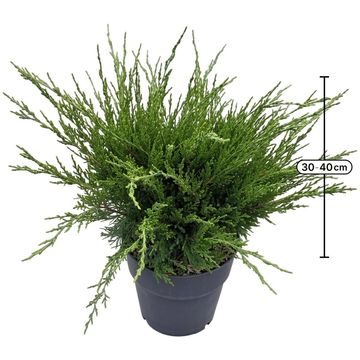 Juniperus x pfitzeriana 'Mint Julep'
