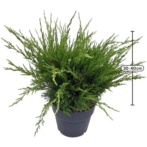 Juniperus x pfitzeriana 'Mint Julep'