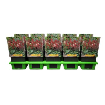 Heuchera sanguinea 'Leuchtkäfer'