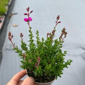 Daboecia cantabrica IRISH PRINCESS MIX