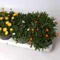 Delosperma cooperi LIDO MIX