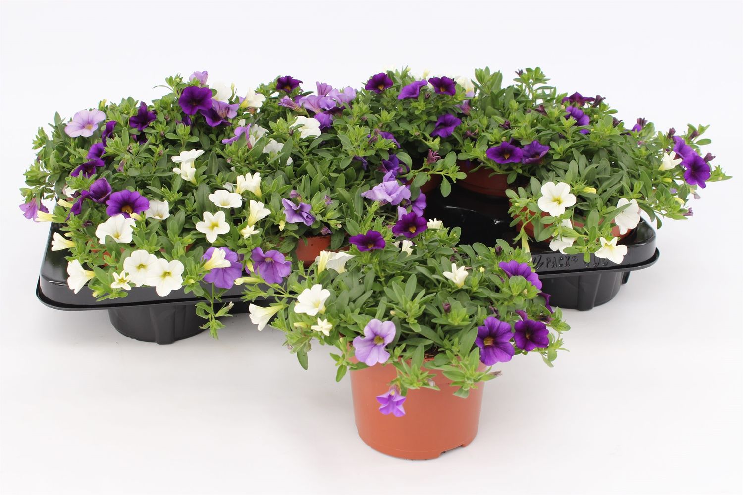 Calibrachoa MIX IN POT — Plant Wholesale FlorAccess