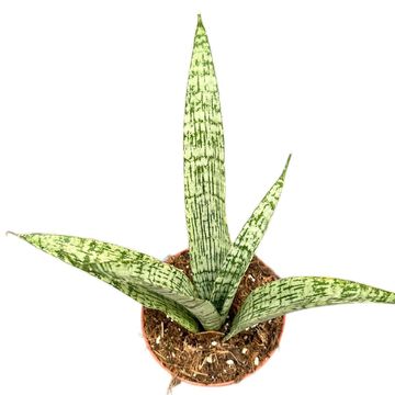 Sansevieria 'Everest'