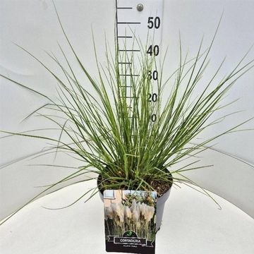 Cortaderia selloana 'Pumila'