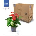 Anthurium KARMA RED