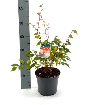 Zelkova serrata