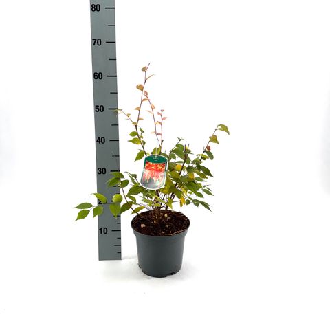 Zelkova serrata